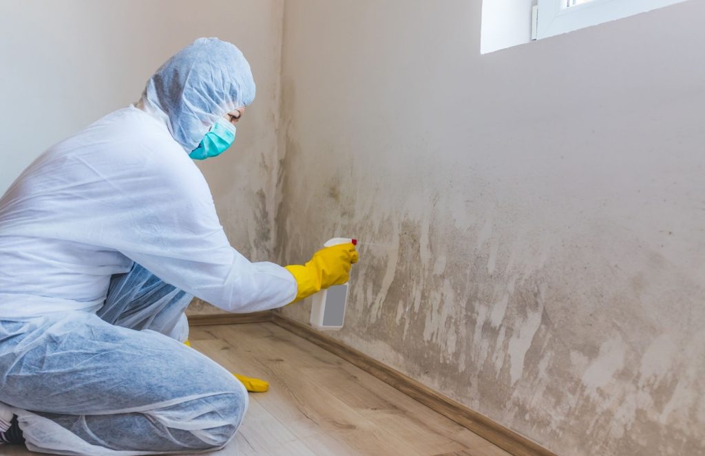 mold stain remover in Denton TX-redbird