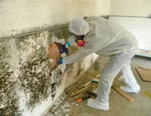 mold removal
