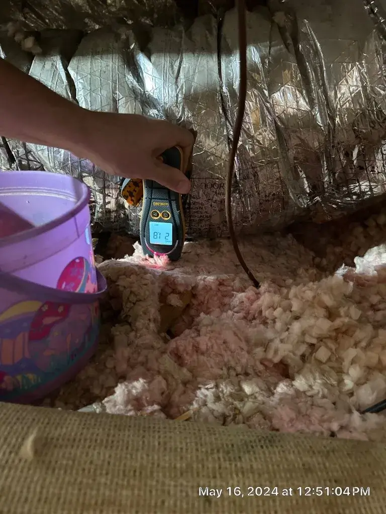mold removel-redbird